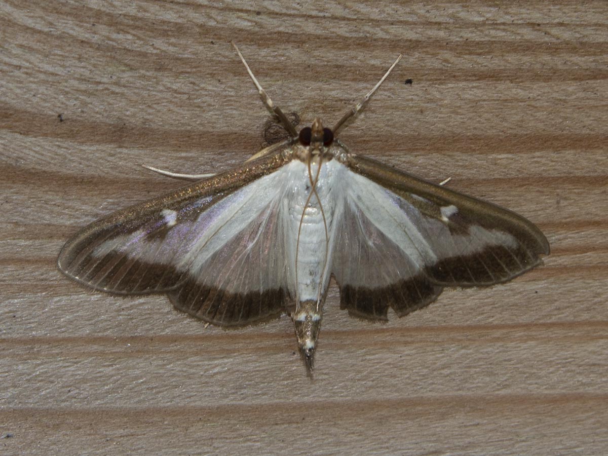 Cydalima perspectalis